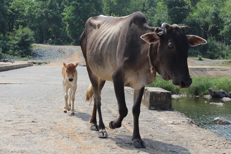 Cow and calf walking down the road