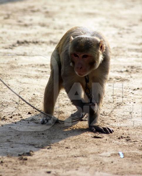 Monkey used for begging on a rope