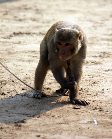 Monkey used for begging on a rope