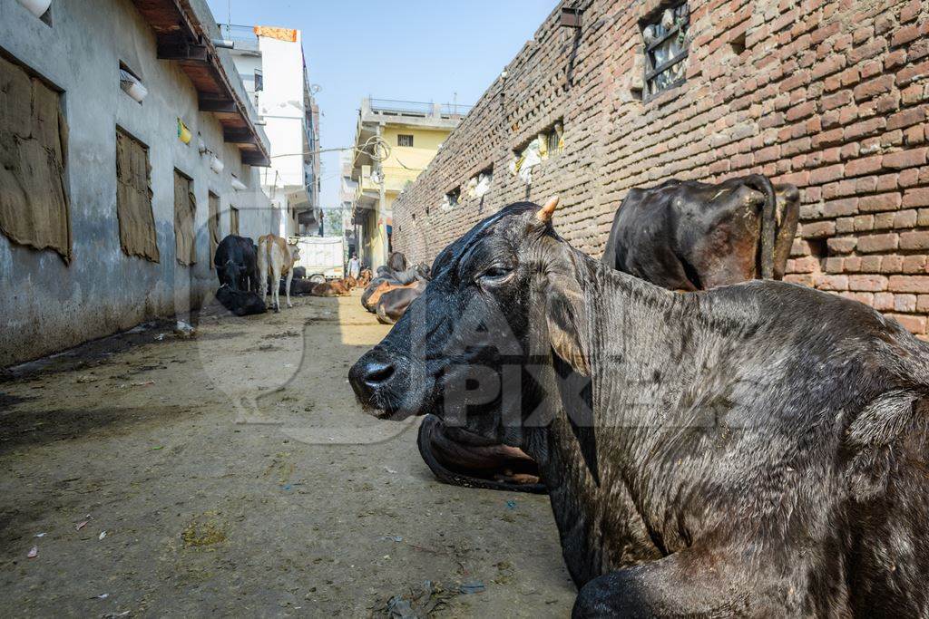 Indian dairy cows tied up in the street outside an urban tabela, Ghazipur Dairy Farm, Delhi, India, 2022