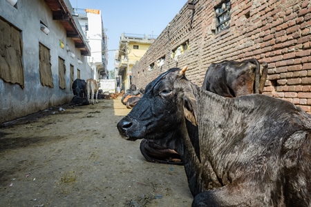 Indian dairy cows tied up in the street outside an urban tabela, Ghazipur Dairy Farm, Delhi, India, 2022