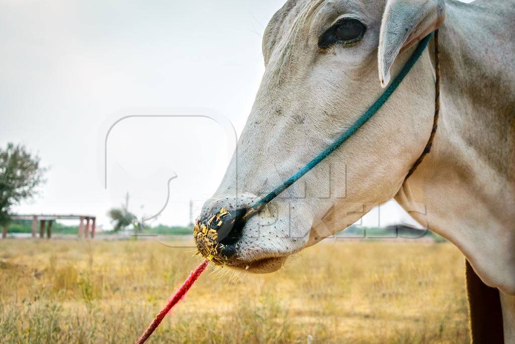 Close up of nose of white bullock with nose rope on large fair ground at Nagaur cattle fair in Rajasthan, India, 2017