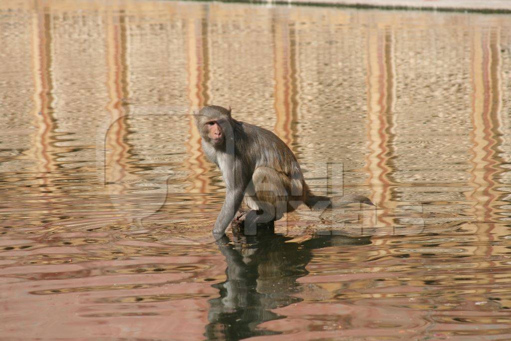 Macaque monkey sitting in the water