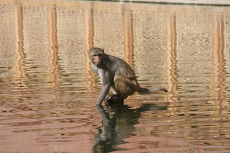 Macaque monkey sitting in the water