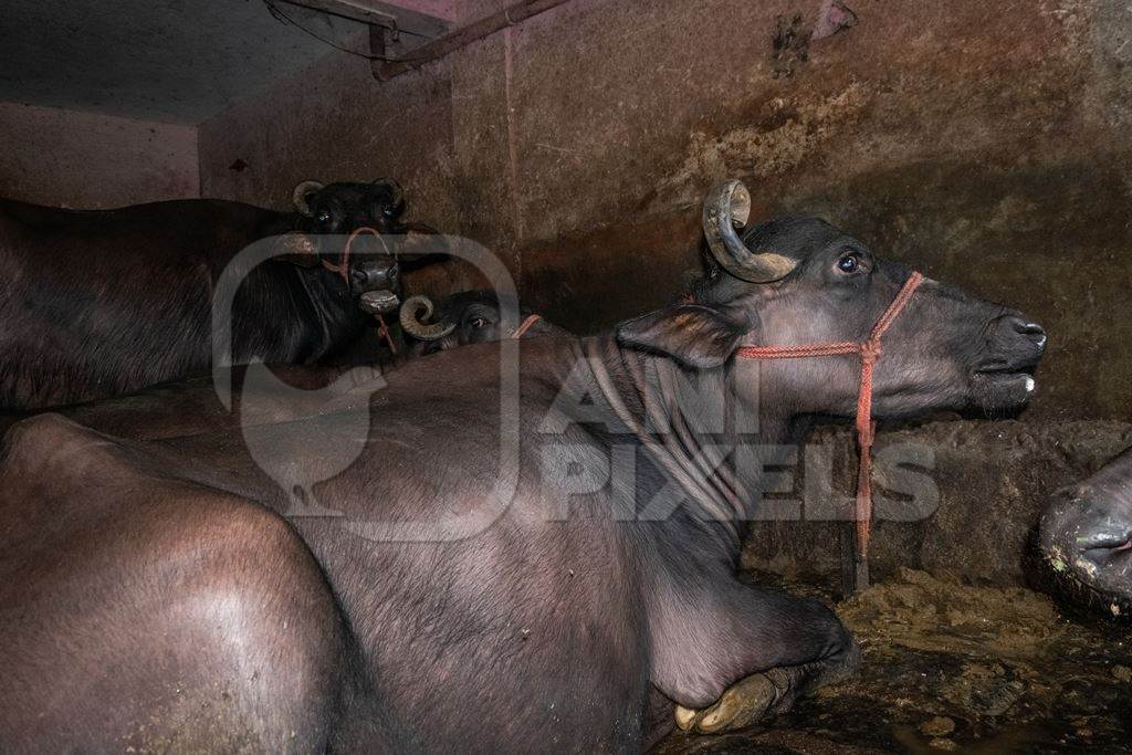 Farmed buffaloes  in urban dairy tied up in dirty conditions in underground basement, Maharashtra, India, 2017