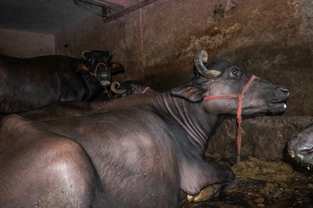 Farmed buffaloes  in urban dairy tied up in dirty conditions in underground basement, Maharashtra, India, 2017