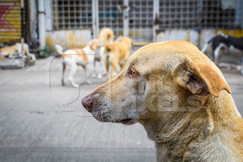 Close up of face of Indian stray or street pariah dogs on road in urban city of Pune, Maharashtra, India, 2021