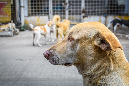 Close up of face of Indian stray or street pariah dogs on road in urban city of Pune, Maharashtra, India, 2021
