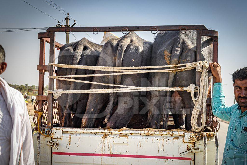 Indian buffaloes in a transport truck at Nagaur Cattle Fair, Nagaur, Rajasthan, India, 2022