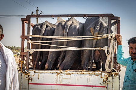 Indian buffaloes in a transport truck at Nagaur Cattle Fair, Nagaur, Rajasthan, India, 2022