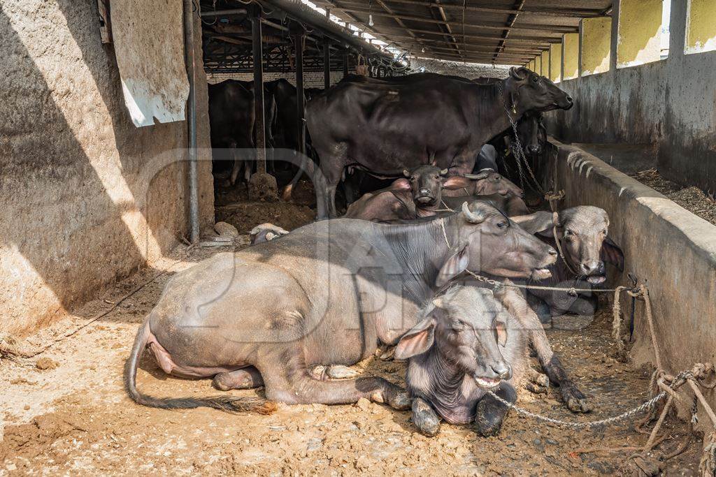Buffaloes lying down and chained up on a dark and dirty urban dairy farm in a city in Maharashtra