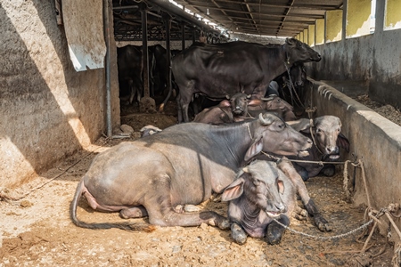 Buffaloes lying down and chained up on a dark and dirty urban dairy farm in a city in Maharashtra