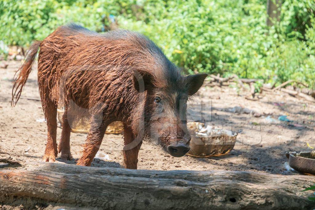 Muddy farmed pig in a rural village farm in Goa, India