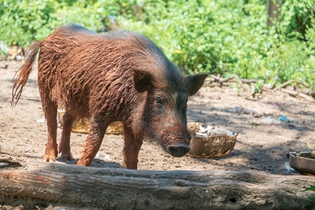 Muddy farmed pig in a rural village farm in Goa, India