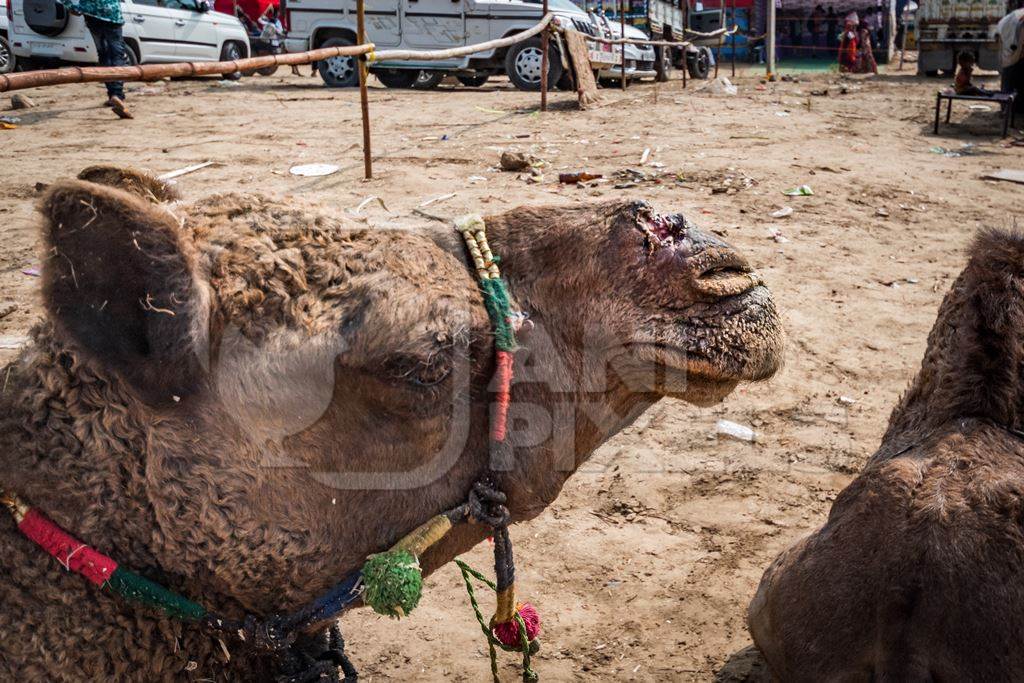 Camel with open wound on nose from where the nose peg has been, at Pushkar camel fair in Rajasthan