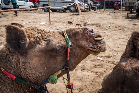Camel with open wound on nose from where the nose peg has been, at Pushkar camel fair in Rajasthan