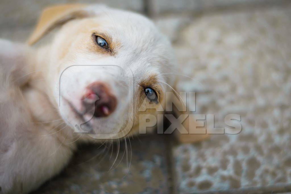 Stray cute street puppy dog on road