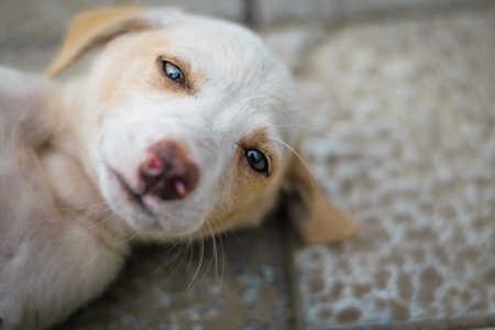 Stray cute street puppy dog on road