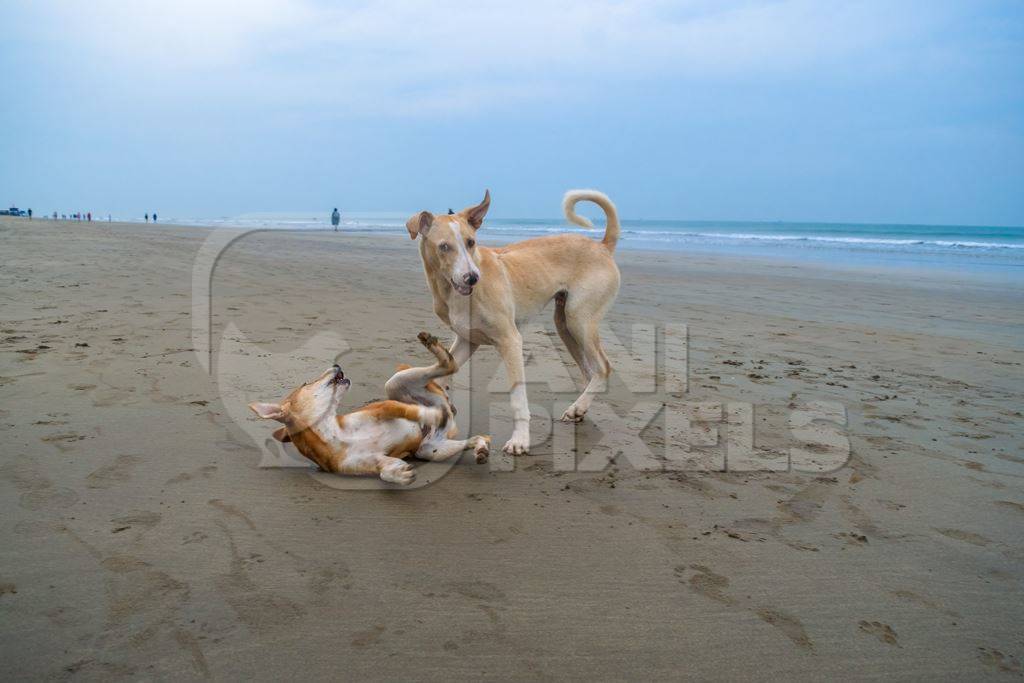 Photo of Indian street or stray dogs playing on beach in Goa with blue sky background in India