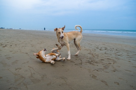 Photo of Indian street or stray dogs playing on beach in Goa with blue sky background in India