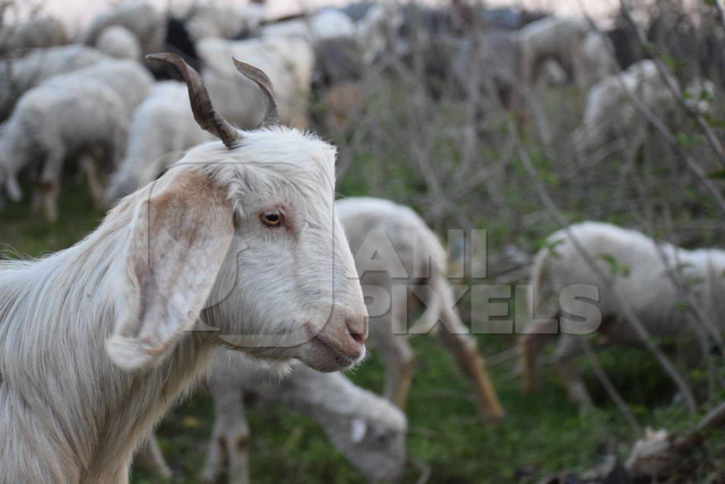 Photo of herd of farmed sheep and goats in a field, India