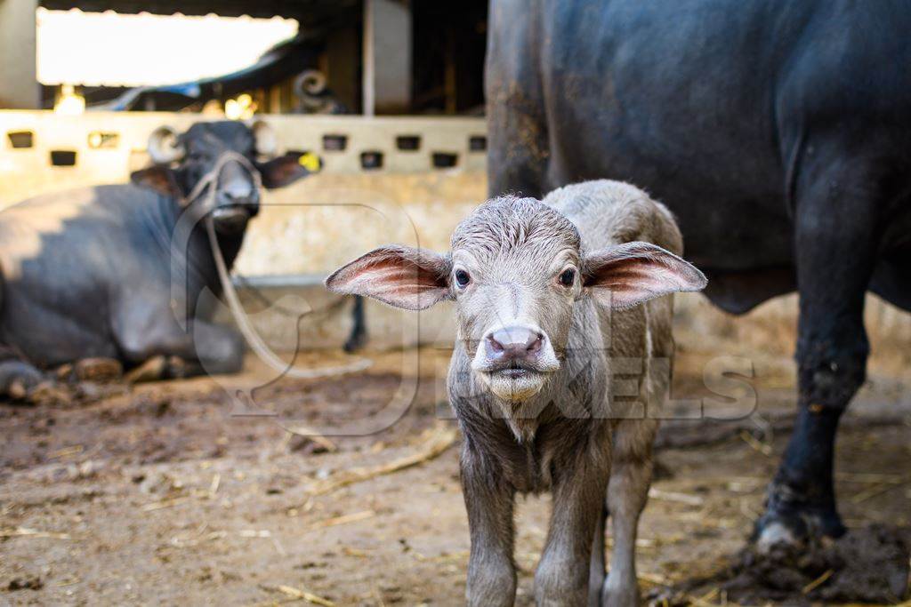 Indian buffalo mother with baby buffalo calf on an urban dairy farm or tabela, Aarey milk colony, Mumbai, India, 2023