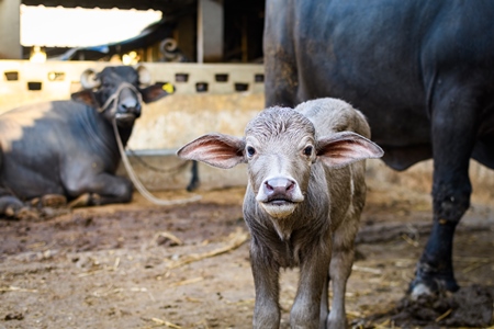 Indian buffalo mother with baby buffalo calf on an urban dairy farm or tabela, Aarey milk colony, Mumbai, India, 2023
