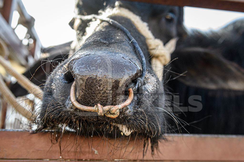 Indian buffaloes tied up in a transport truck at Nagaur Cattle Fair, Nagaur, Rajasthan, India, 2022