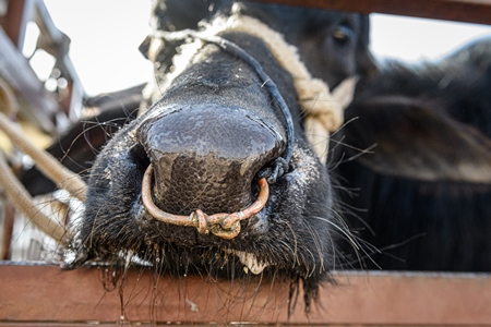 Indian buffaloes tied up in a transport truck at Nagaur Cattle Fair, Nagaur, Rajasthan, India, 2022