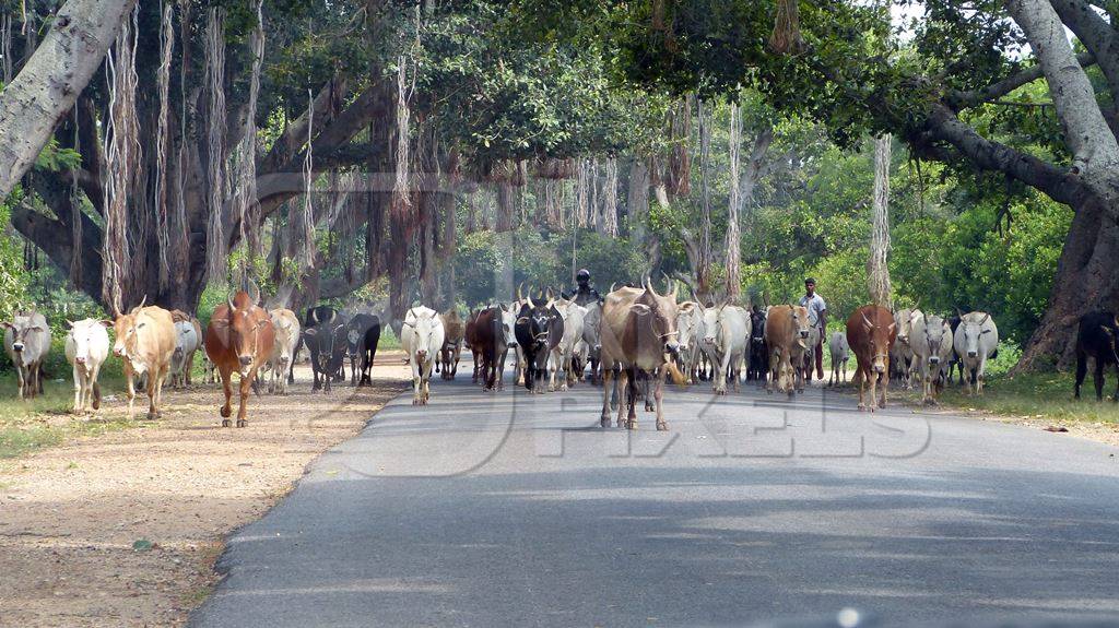 Herd of cows walking down the road in Mysore with farmer
