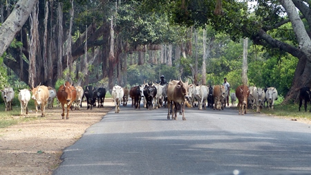 Herd of cows walking down the road in Mysore with farmer