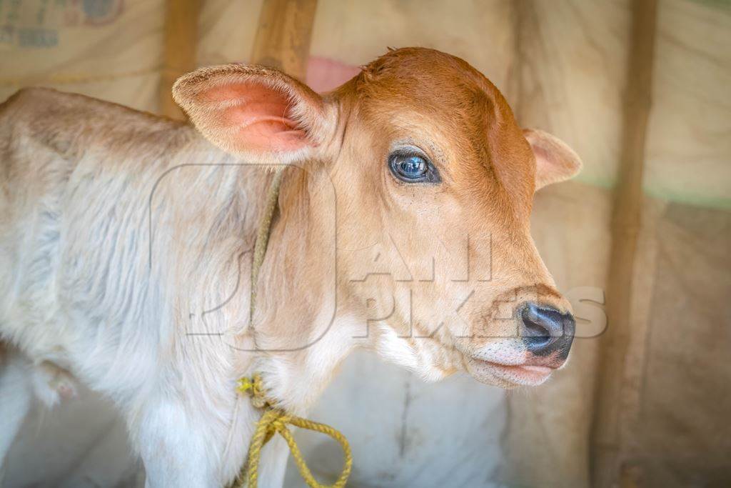 Photo of Cute brown Indian cow calf tied up at Sonepur cattle fair or mela in Bihar, India, 2017