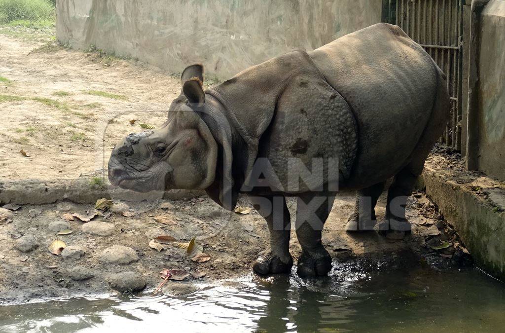 One horned Indian rhinoceros in captivity in enclosure at Kolkata zoo
