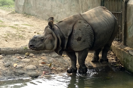 One horned Indian rhinoceros in captivity in enclosure at Kolkata zoo