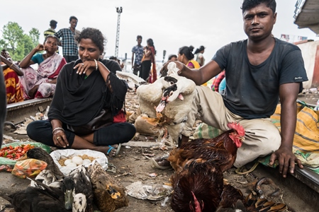 Ducks tied up and on sale for meat at an open air market