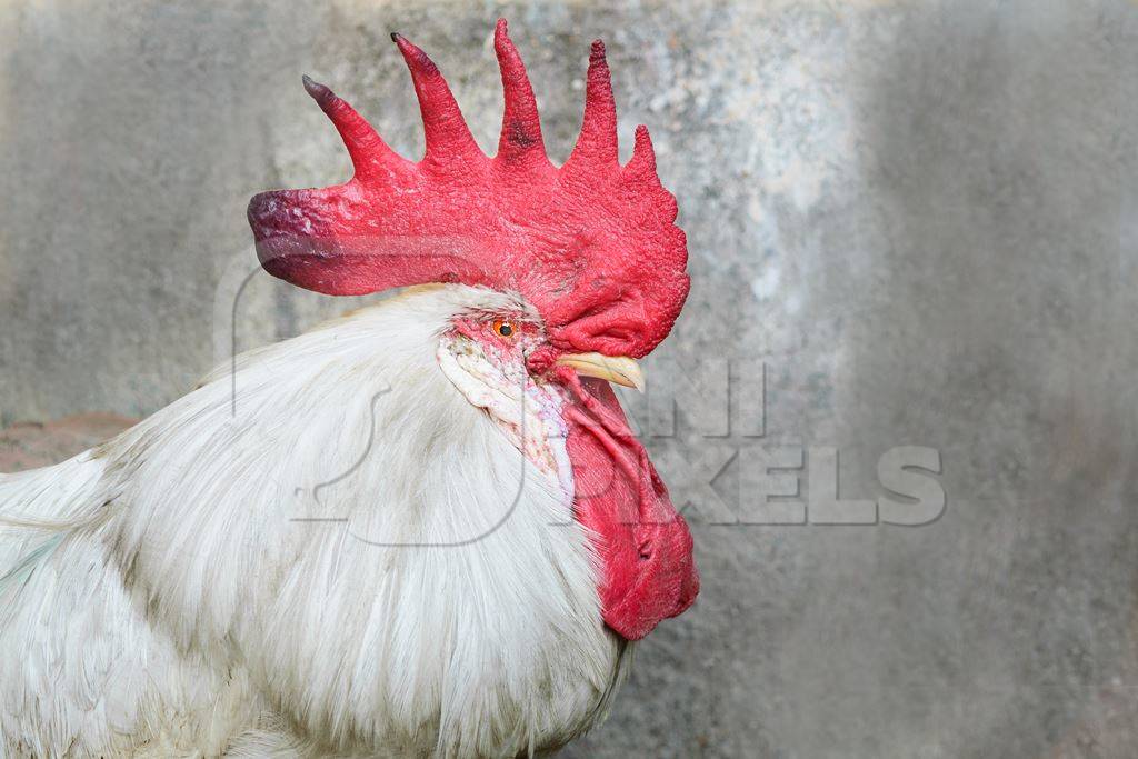 Cockerel or rooster in the street in the Indian city of Mumbai