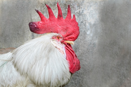 Cockerel or rooster in the street in the Indian city of Mumbai