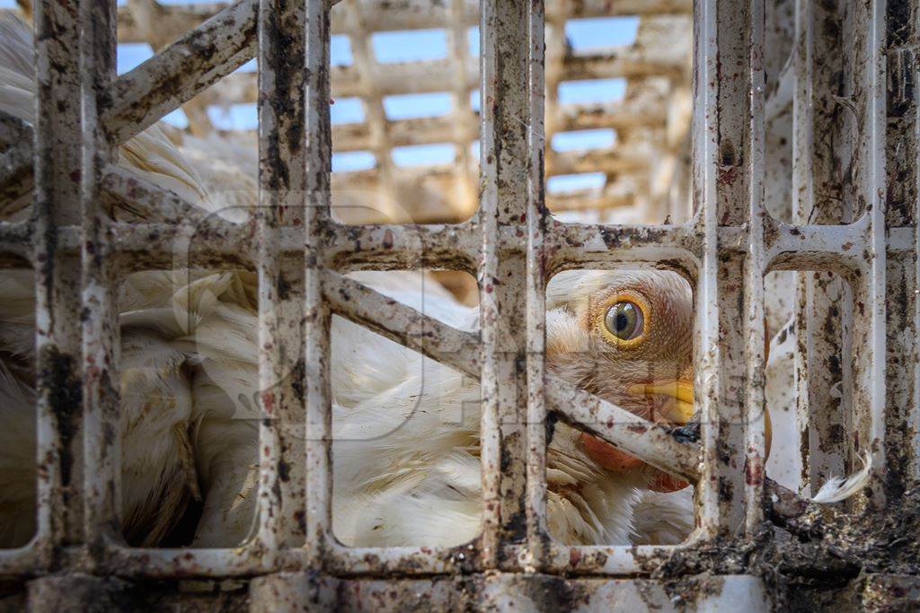 Scared or frightened Indian broiler chicken in crate at Ghazipur murga mandi, Ghazipur, Delhi, India, 2022