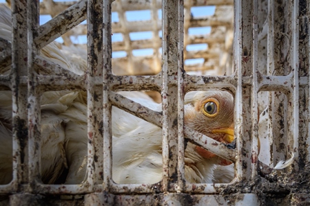 Scared or frightened Indian broiler chicken in crate at Ghazipur murga mandi, Ghazipur, Delhi, India, 2022