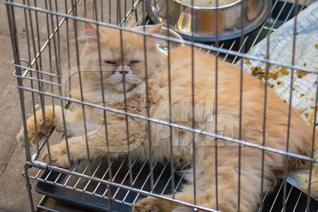 Sick pedigree persian cat in cage on sale as pet at Crawford pet market in Mumbai