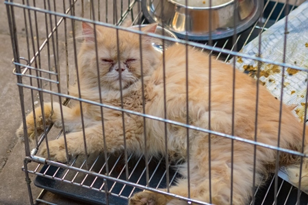 Sick pedigree persian cat in cage on sale as pet at Crawford pet market in Mumbai