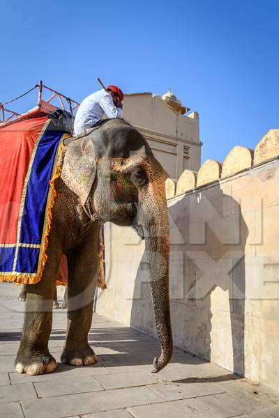 Captive Indian or Asian elephants giving rides to tourists at Amber Palace, Jaipur, Rajasthan, India, 2022