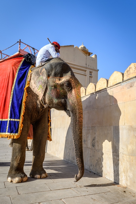 Captive Indian or Asian elephants giving rides to tourists at Amber Palace, Jaipur, Rajasthan, India, 2022