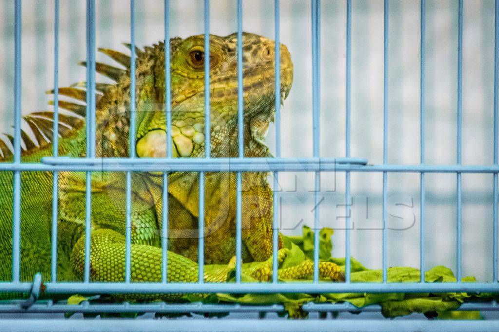 Large exotic reptile in cage on sale at Crawford pet market