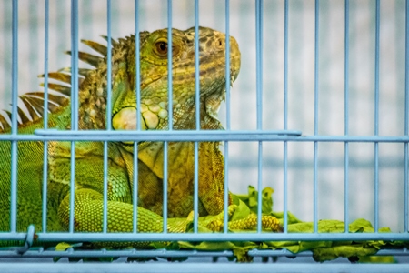 Large exotic reptile in cage on sale at Crawford pet market