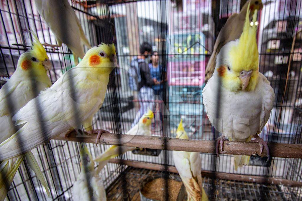 Yellow cockatiel birds in a cage on sale as pets at Crawford pet market in Mumbai