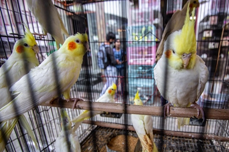 Yellow cockatiel birds in a cage on sale as pets at Crawford pet market in Mumbai