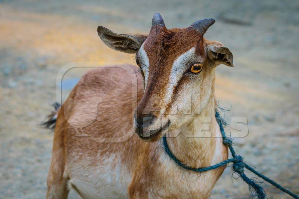 Brown goat tied up in a village in rural Assam