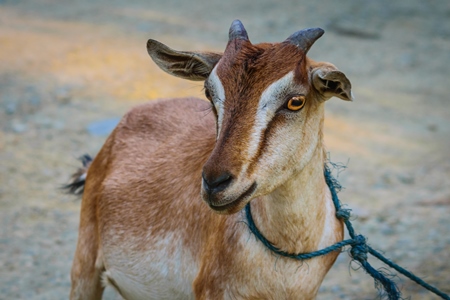 Brown goat tied up in a village in rural Assam