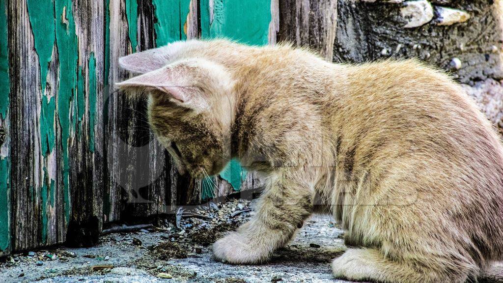 Sad ginger street kitten looking at wall